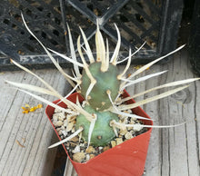 Load image into Gallery viewer, Tephrocactus articulatus v. papyracanthus Paper Spine Cactus 1 Section Only
