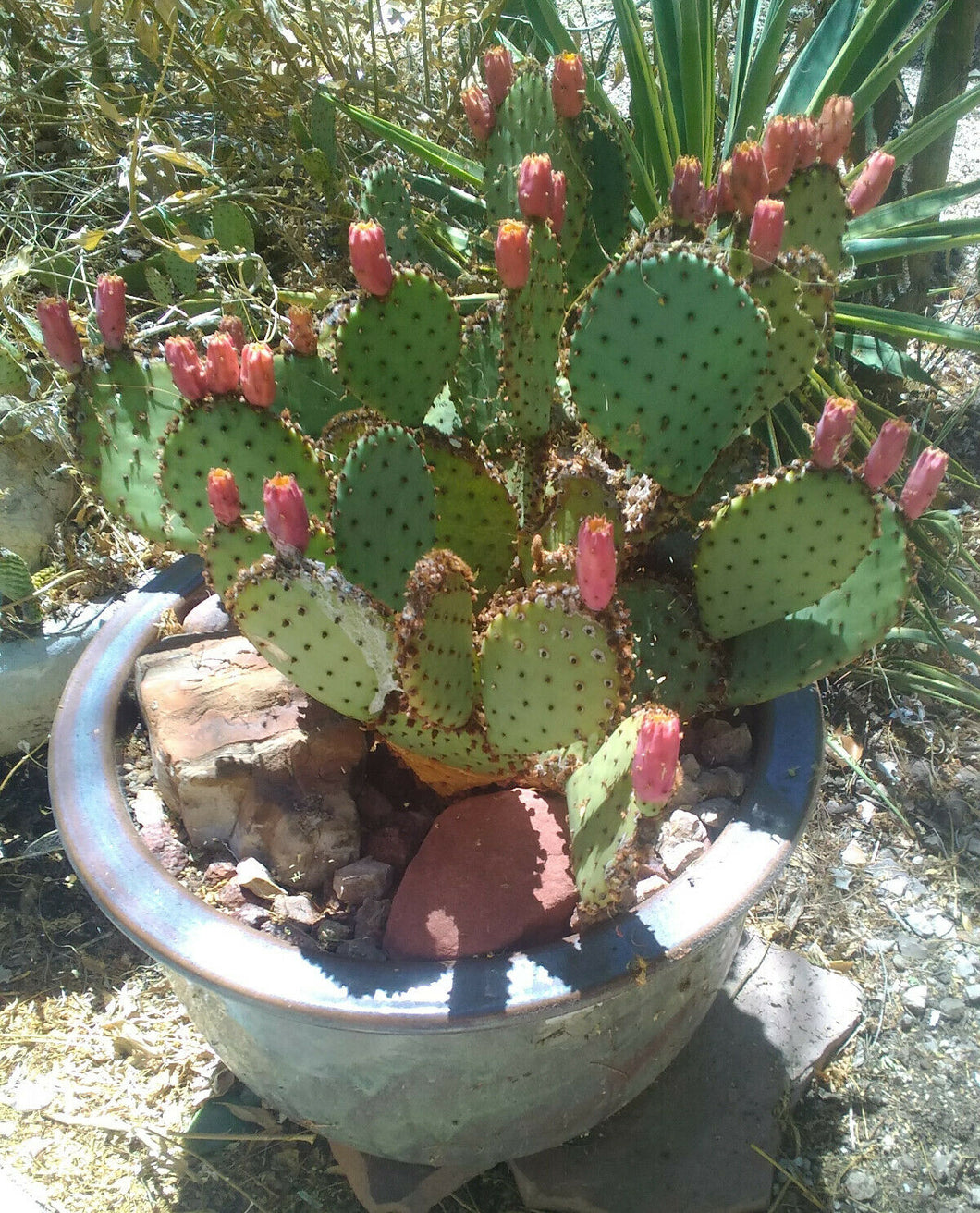 Opuntia basilaris x Santa Rita = Beaverita Pink Fruit Cactus 1 Pad