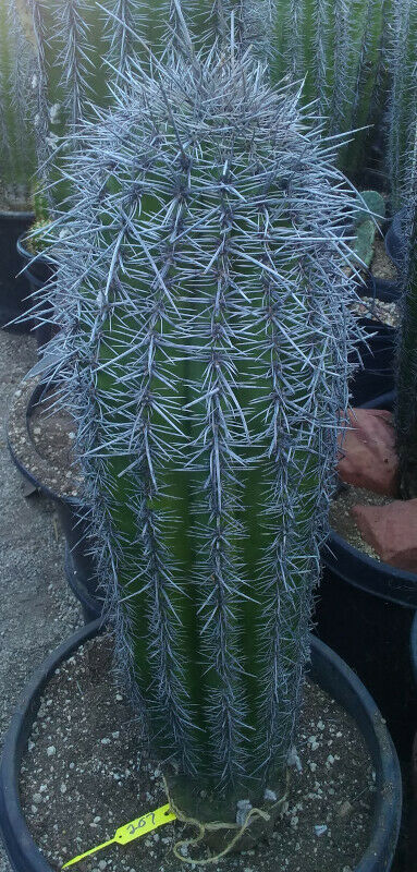 サボテン 弁慶柱 Carnegiea gigantea Saguaro 実生苗 - メルカリ