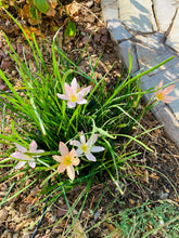Load image into Gallery viewer, Zephyranthes treatiae Florida Native Fall Pink Flowers Grass Bulb Plant 6 Bulbs
