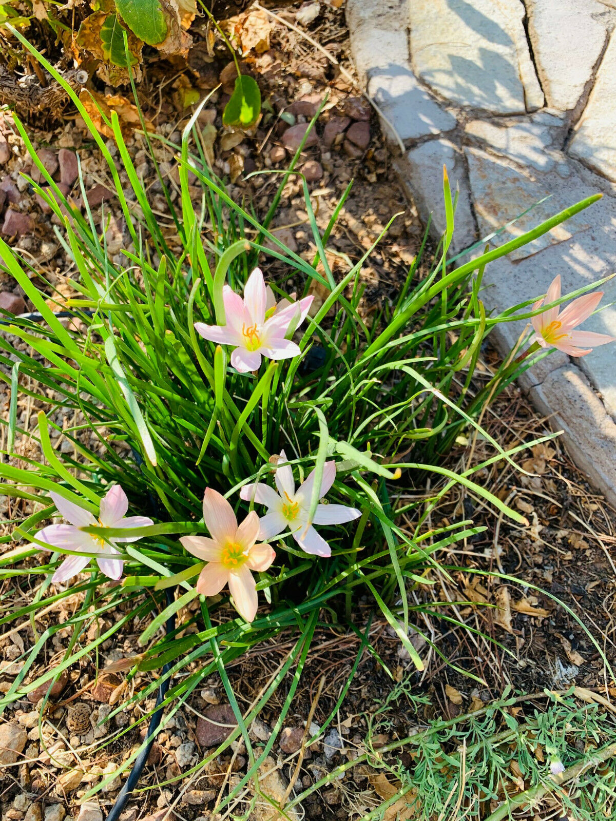 grass lily flower Zephyranthes treatiae Florida Native Fall Pink Flowers Grass Bulb Plant 6 Bulbs