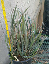 Load image into Gallery viewer, Agave xylanocantha Long Narrow Leaves With Jagged Edges Succulent Plant

