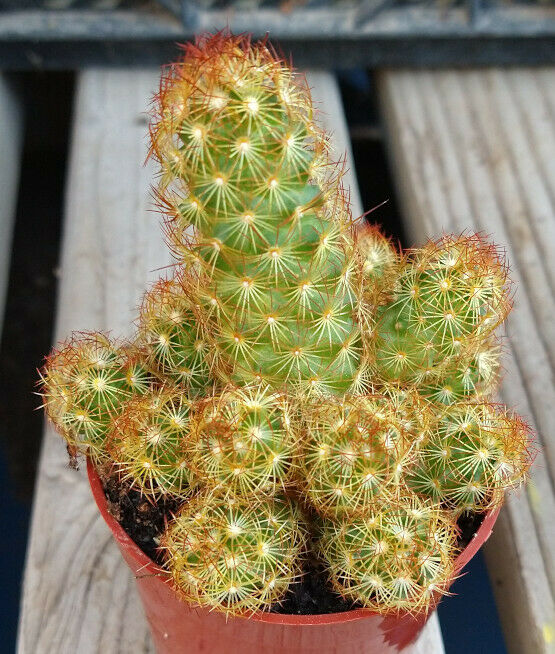 Mammillaria elongata Freely Clumping Tubular Red Spine Cactus   cactusbylin.com