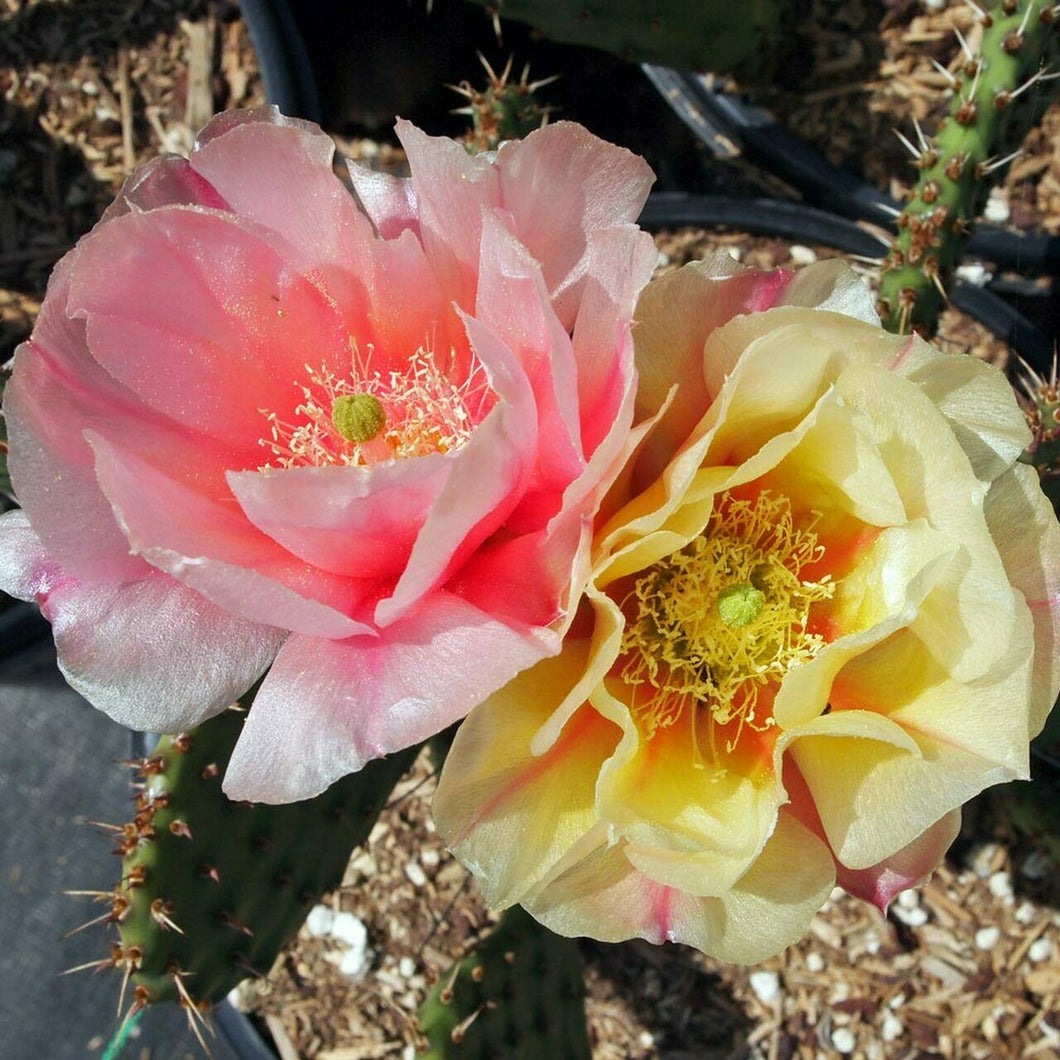 Opuntia Pina Colada Bi-Colored Flowers Beauty Cold Hardy Cactus 1 Pad