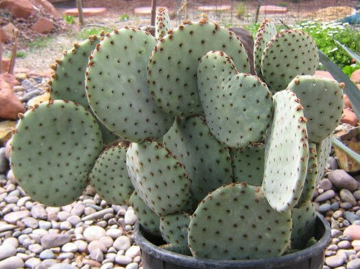 Opuntia rufida Clock Face Cactus 1 Pad – cactusbylin.com