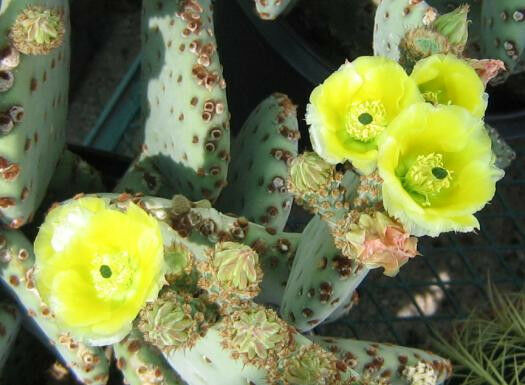 Opuntia rufida Clock Face Cactus 1 Pad – cactusbylin.com