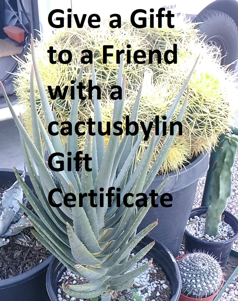 cactusbylin.com Gift Card